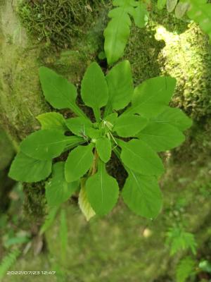 茶匙黃