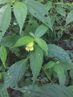 黃花鳳仙花