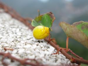 黃偽瓢螢金花蟲