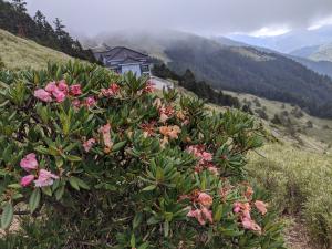 玉山杜鵑