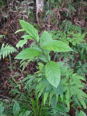 臺灣山桂花