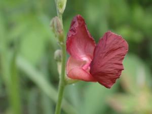 大翼豆 (長序菜豆)