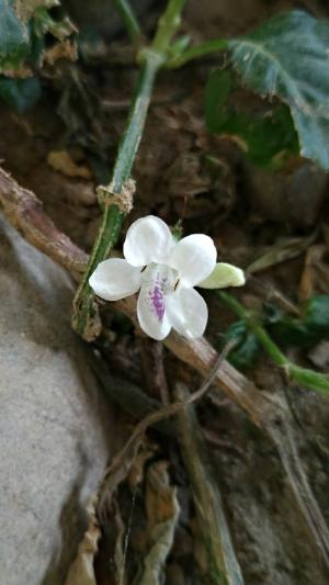 小花寬葉馬偕花