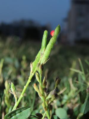 鏈莢豆 練莢豆