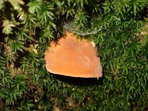 Lactarius hygrophoroides(稀褶乳菇)