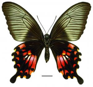 Papilio polytes polytes Linnaeus, 1758 (f. polytes) (f. polytes) 玉帶鳳蝶(紅斑型)