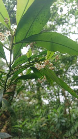 小葉樹杞