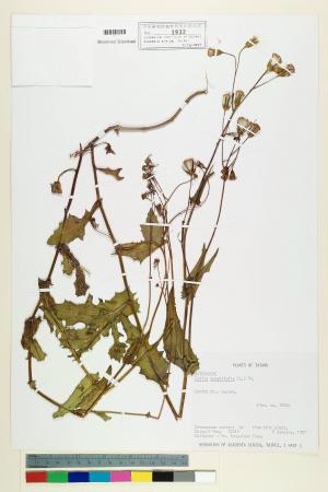 Emilia sonchifolia (L.) DC._標本_BRCM 5216