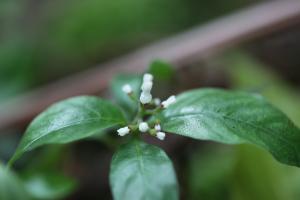 白花蛇根草