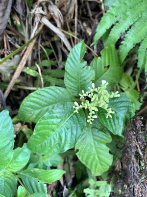 小花蛇根草