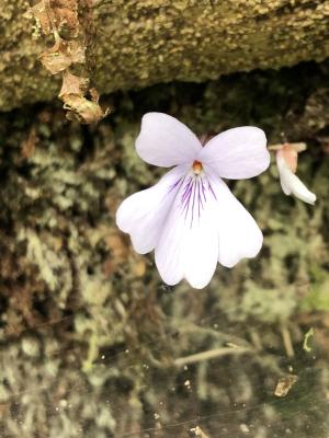 台灣菫菜