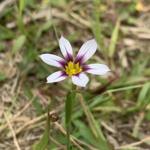 鳶尾葉庭菖蒲