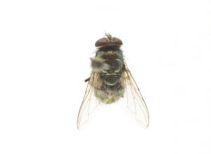 Lucilia sericata dorsal