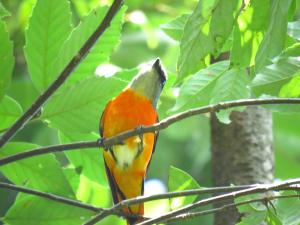 灰喉山椒鳥