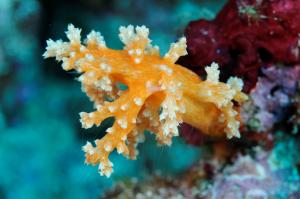 變異管柳珊瑚