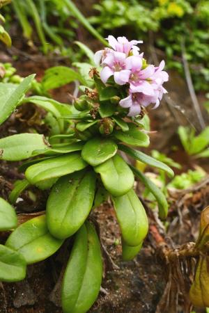 茅毛珍珠菜