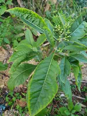 南非葉 (扁桃斑鳩菊)