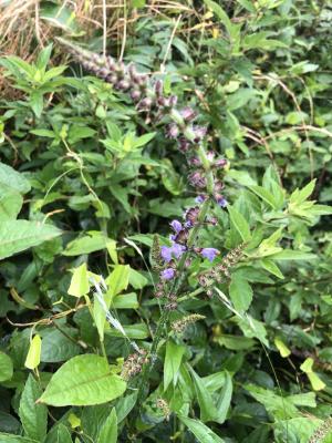 日本紫花鼠尾草