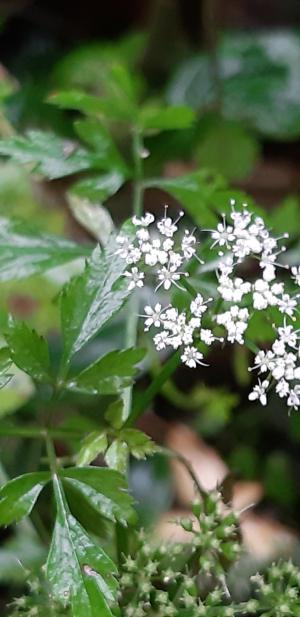 水芹菜