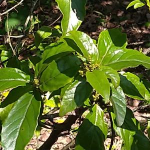 臺灣山桂花