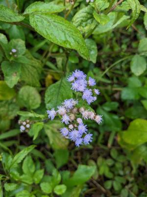 勝紅薊 (藿香薊)