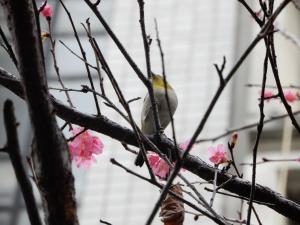 斯氏繡眼（指名亞種）