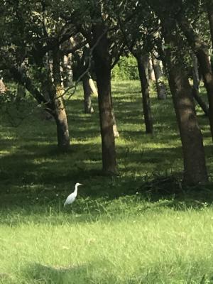 黃頭鷺