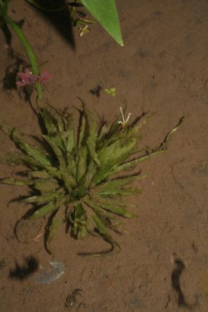 日本簀藻-Hydrocharitaceae水鱉科-簀藻屬-Blyxa japonica-20080907台北縣八煙金山-單子葉-IMG_0359