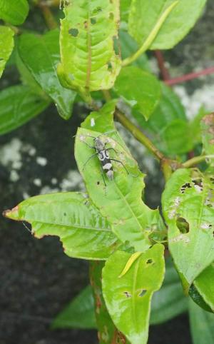 黃毛綠虎天牛 (淡黑虎天牛)