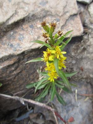 一枝黄花 (金鎖 野黄菊)