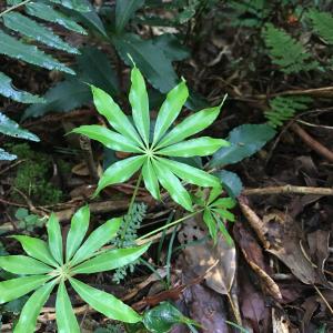 高山鴨腳木