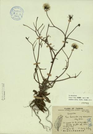 Picris hieracioides ssp. morrisonensis (Hay.) Kitam._標本_BRCM 4317