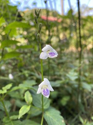 小花寬葉馬偕花