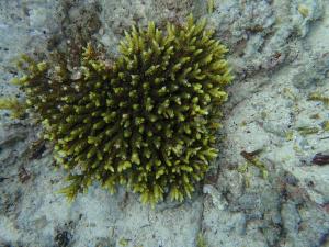 小叢軸孔珊瑚