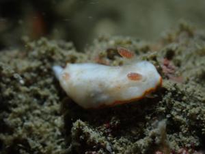 Goniobranchus verrieri