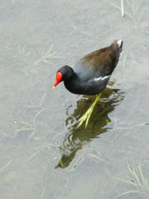 紅冠水雞