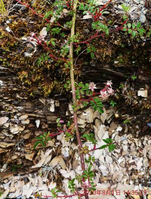 高山薔薇