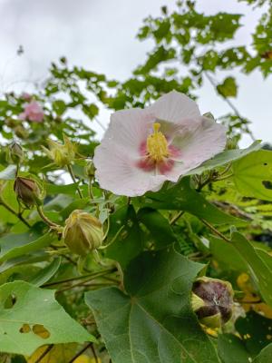 山芙蓉