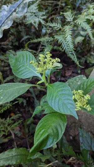 小花蛇根草