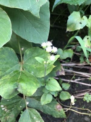 勝紅薊 (藿香薊)