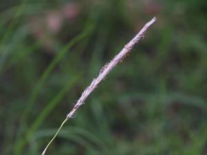 白茅 (茅針 茅根 茅草)