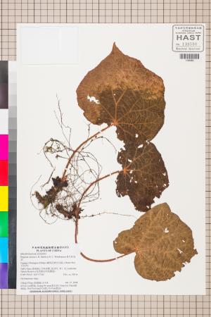 卷毛秋海棠標本_BRCM 2789
