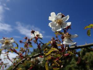 高山薔薇