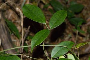 披針葉茉莉花