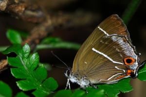 20091001_345757_Neozephyrus taiwanus_a.jpg