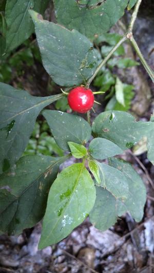 雙花龍葵