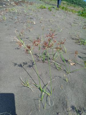 香附子 (香頭草)