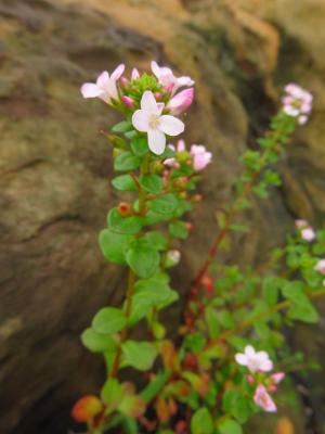 茅毛珍珠菜