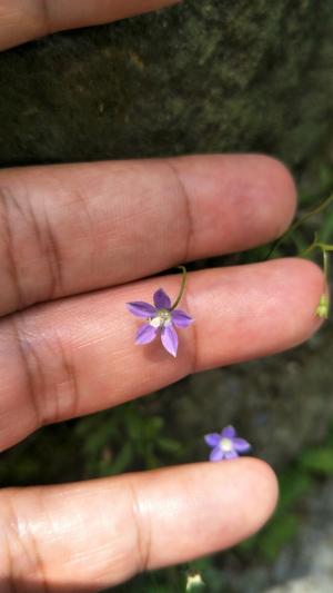 細葉蘭花參