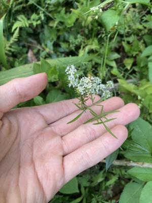 水芹菜